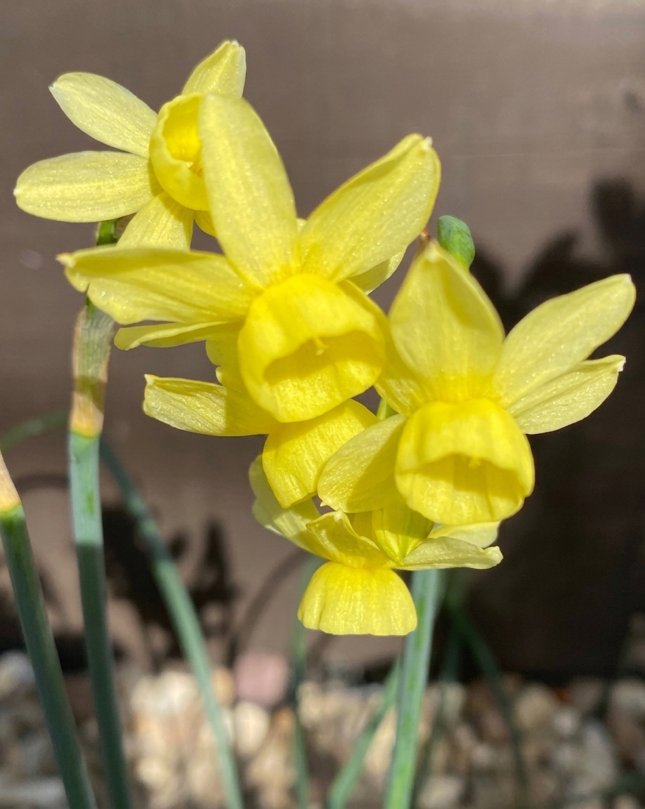 Narcissus triandrus 'Angel's Whisper' 